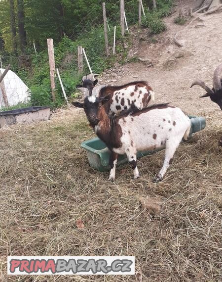 Prodám kozla zakrslého holandského s ZO - dotační kozel