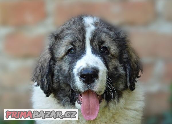 Pyrenejský mastin s PP