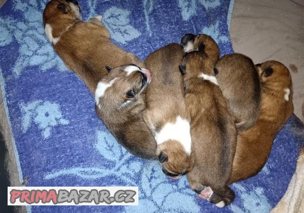 Štěňátka akita inu