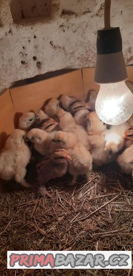 Hedvábnička a zakrslá rousná tříbarevná
