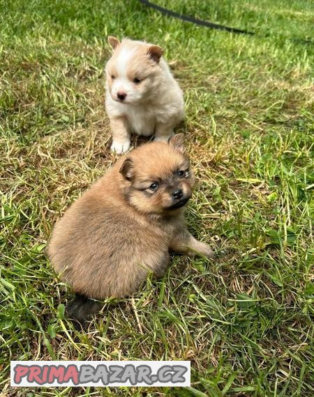 pomerian