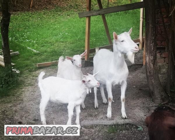 Prodám bílého kozla