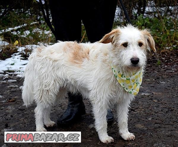 TARTAN K ADOPCI - 1,5 ROKU,HODNÝ, TROŠKU BOJAZLIVÝ