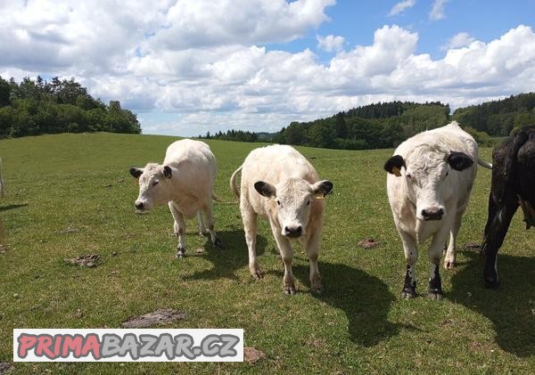 Jalovice dospělé, dva roky staré