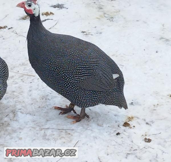 Nabízíme nasadove vejce perliček
