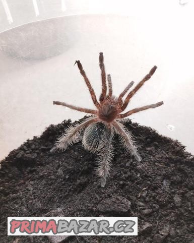 Tliltocatl (Brachypelma) albopilosum