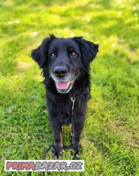ZORIN - bernský salašnický x flatcoat retrívr pes, hodný