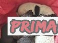 Prodám štěňata NKO - německý krátkosrstý ohař