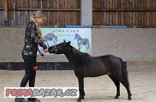 Minihorse klisna