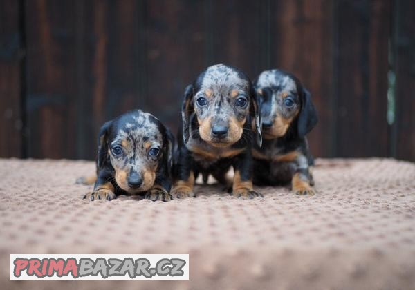 Jezevčík Blue merle