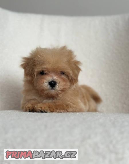 Maltipoo f1 girl