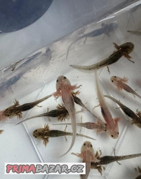 Mláďata axolotla mexického