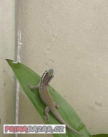 Phelsuma