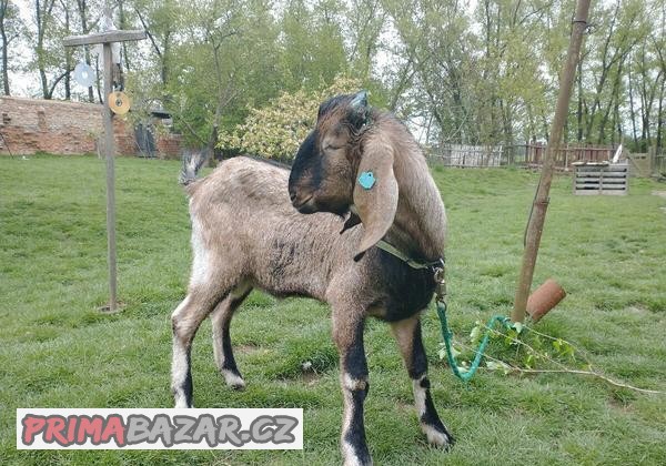 Anglonubijský kozel 100%