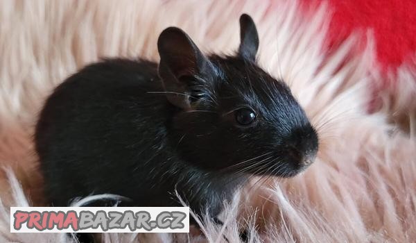 Osmák degu s PP – mláďátka k rezervaci