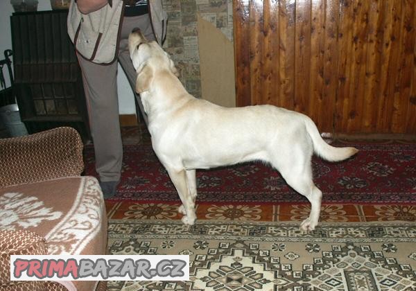 Labrador retriever