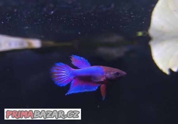 Betta bojovnice