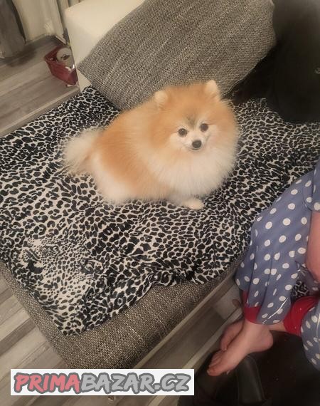 Pomerian ke krytí