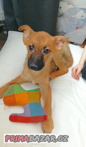 Kuky hledá domov