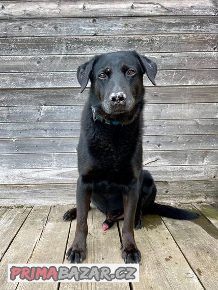 MÁRTY - Labrador - psík 10 let
