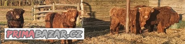 Prodám plemenného býka Highland