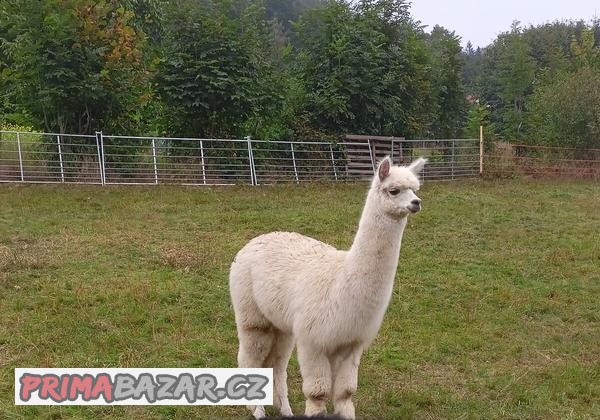 Alpaka, lama