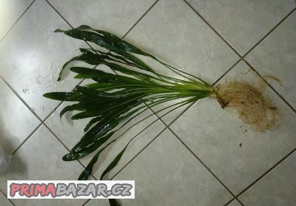 akvarijní rostliny   pouze  osobní odběr