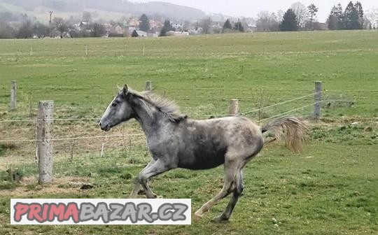 Lipický kůň