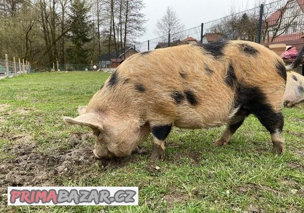 Kune kune