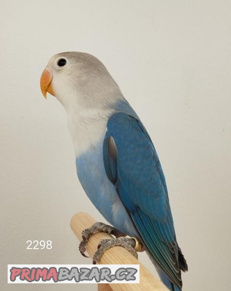 agapornis fischeri s  /DNA/ České Budějovice