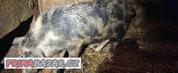 kanec kune-kune
