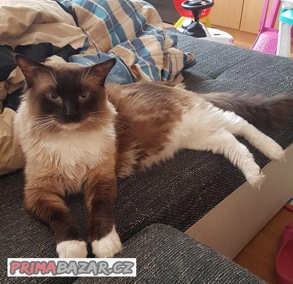 Nabidka krytí ragdoll seal mitted bez PP