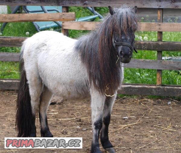 Prodej klisny Shetland pony