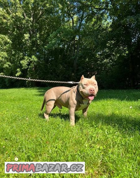 Krytý American Bully