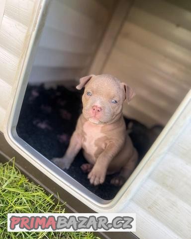 American bully s průkazem původu k odběru