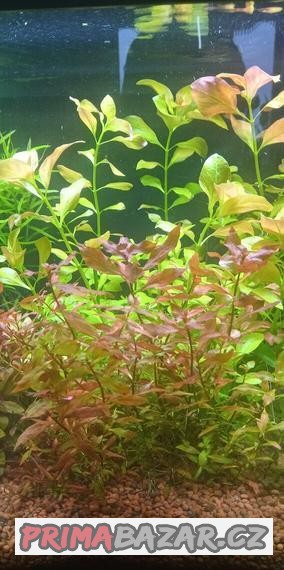Akvarijní rostlinky
