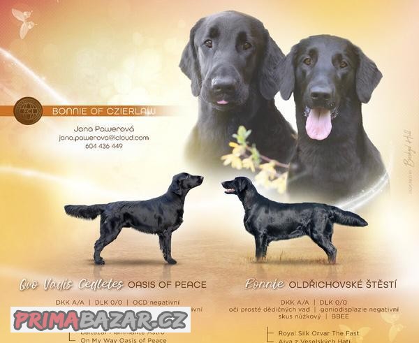 Flat couted retriever