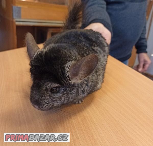 Činčila jihoamerická