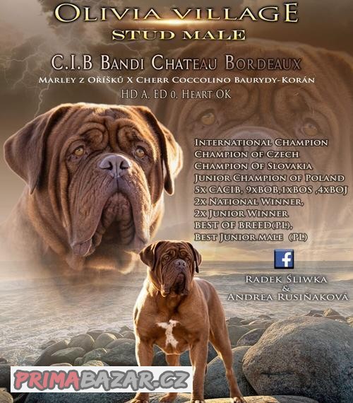 Bordeauxská doga - krytí Bordeauxská doga - krytí