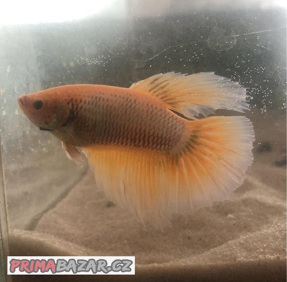 Betta bojovnice