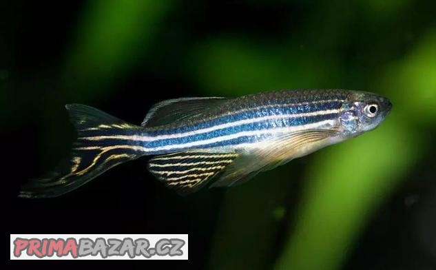Ancistrus,pestřenec červený,danio pruhované