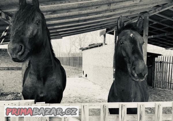 Prodám fríského valacha a Quarter horse Prodám fríského valacha a Quarter horse