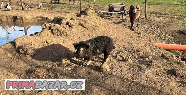 Prasata Kune kune čistokrevné s piry piry