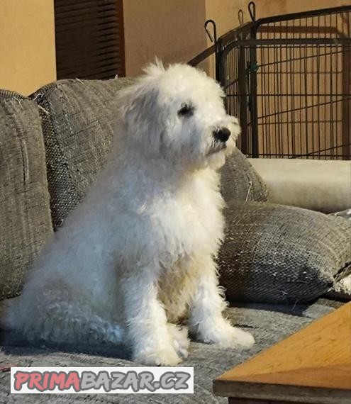 Goldendoodle