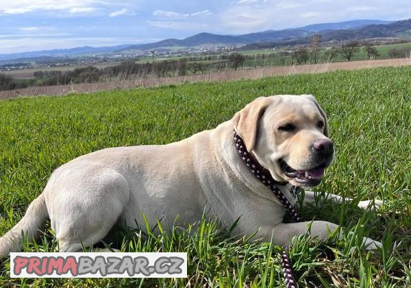 Labrador krytí
