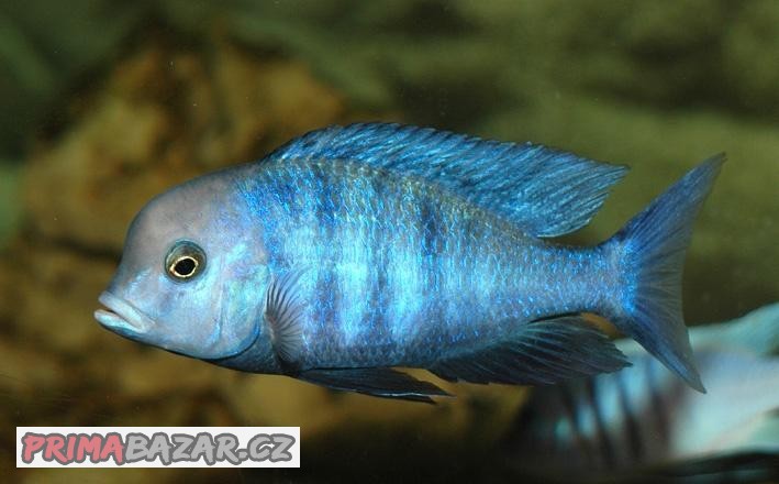 Cyrtocara moori