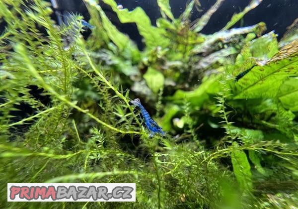 Krevetky Blue dream