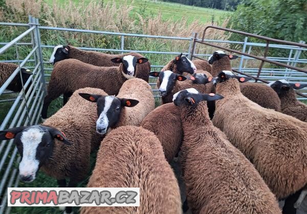 beran-zwartbles