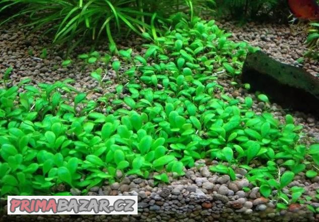 Akvarijni rostlinky - Glossostigma elatinoides / kobercovka