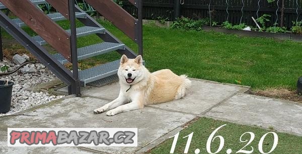 Nádherný pes japonské akity nabízím krytí